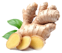 Ginger Root Extract