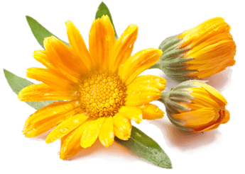 Arnica Montana